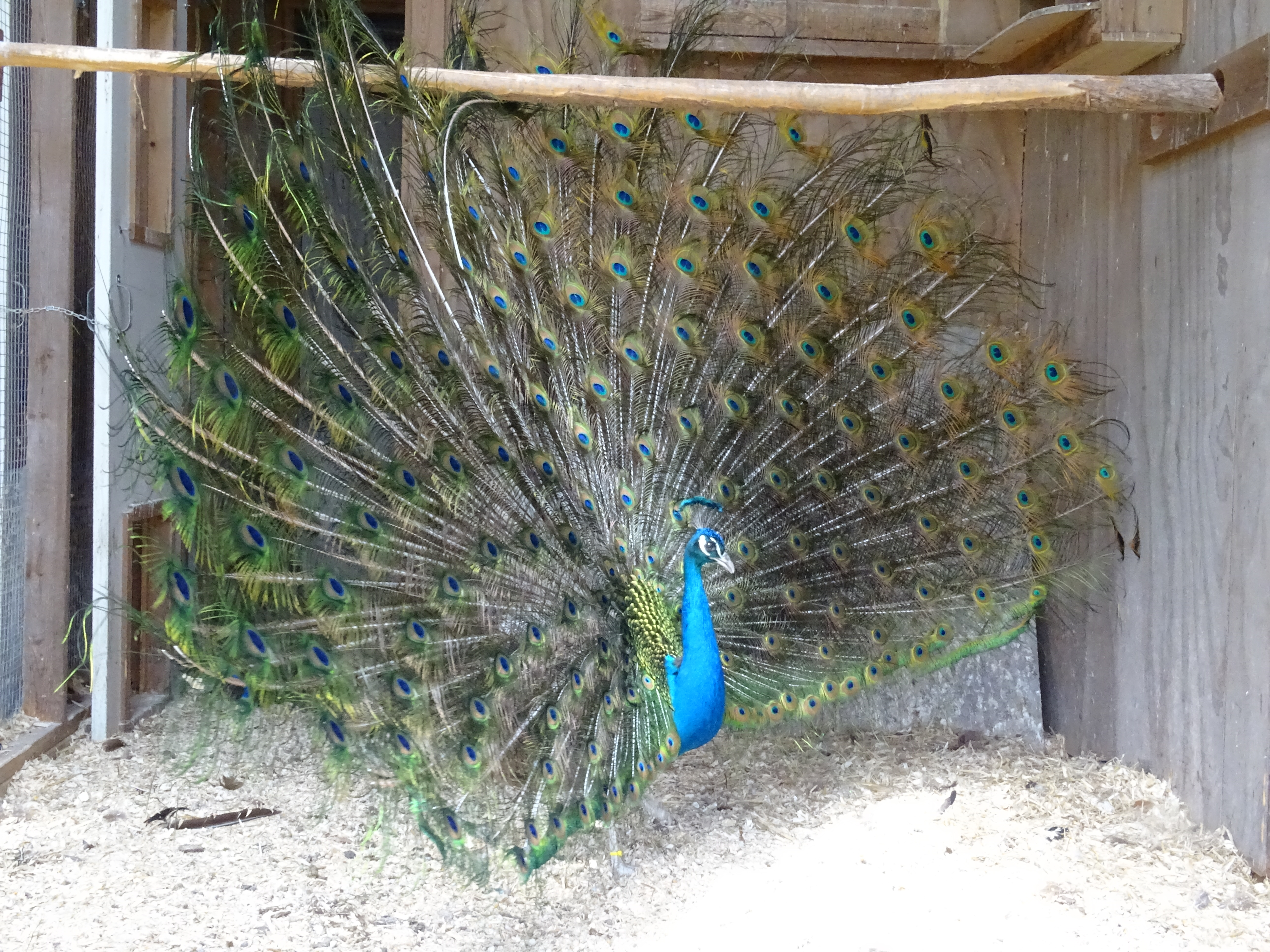 Peafowl Simcoe County